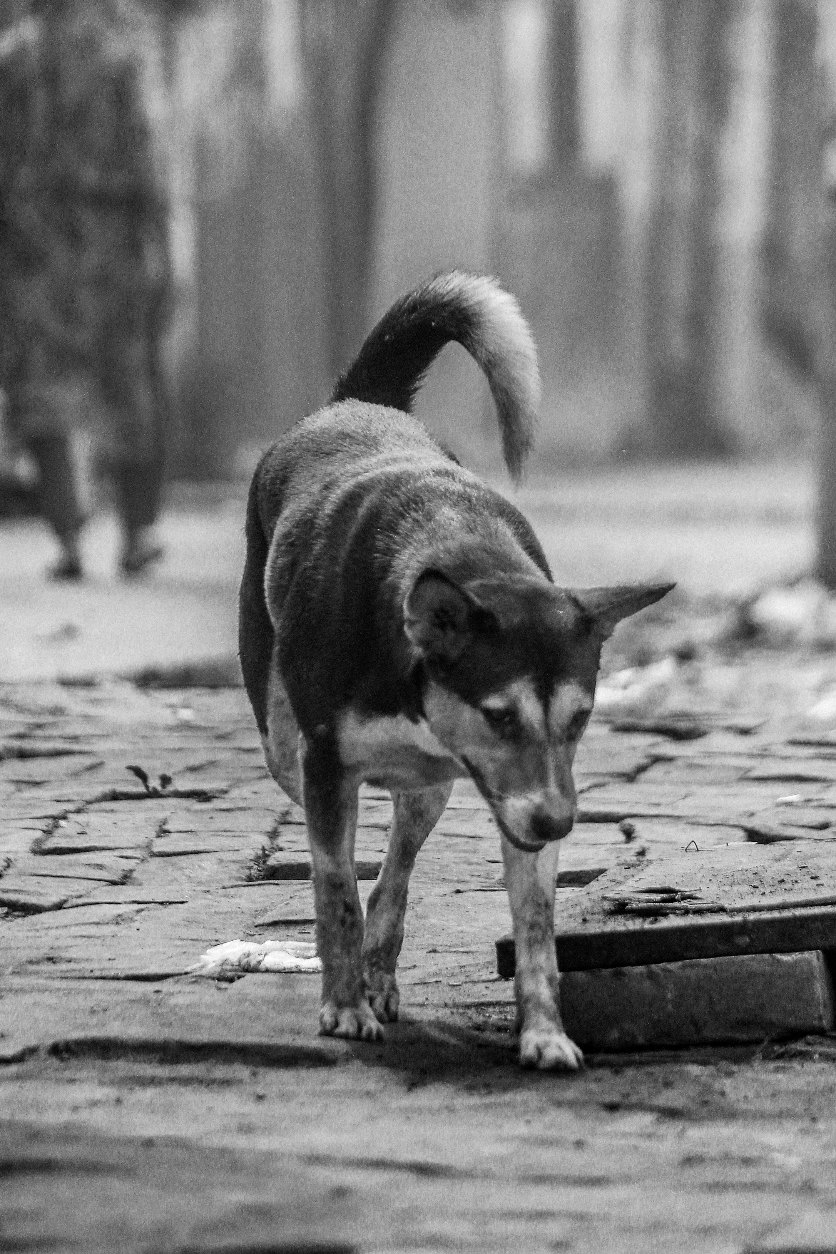 Chó thả rông ở Hà Nội: Nguy hiểm tiềm ẩn tại các công viên và khu dân cư