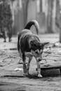 Stray Dog Walking on Urban Street in B&W