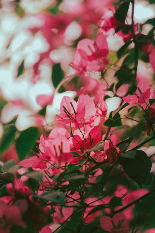 Free Capture the essence of spring with vibrant pink bougainvillea flowers in soft lighting. Stock Photo