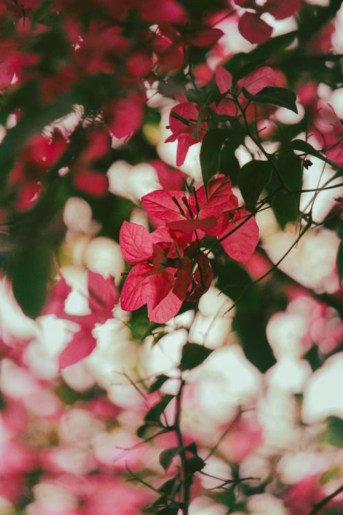 Free Close-up of vibrant pink bougainvillea flowers with soft, bokeh background. Stock Photo