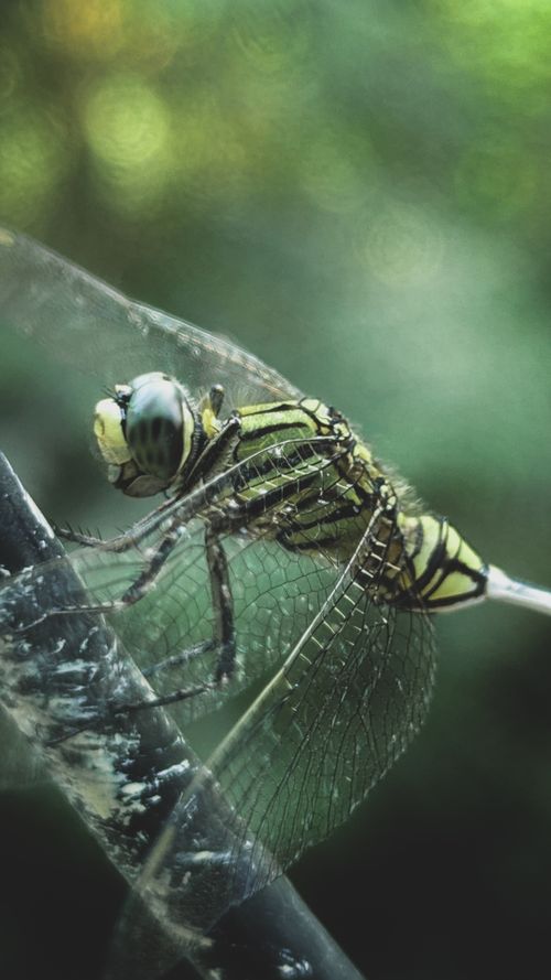 Free Detailed macro shot of a dragonfly perched on a leaf, showcasing its intricate wings and green coloration. Stock Photo