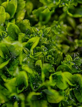 Macro shot of lush green plants showcasing vibrant textures and natural patterns.