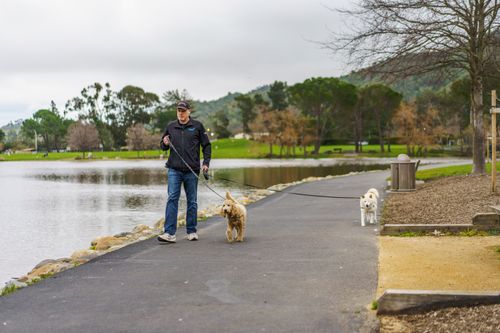 Free A man strolls with his dogs alongside a calm lake in a serene outdoor park setting. Stock Photo