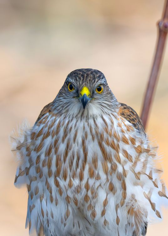 Close Up Raptors Sharp-eyed Raptor in Natural Habitat · Free Stock Photo
