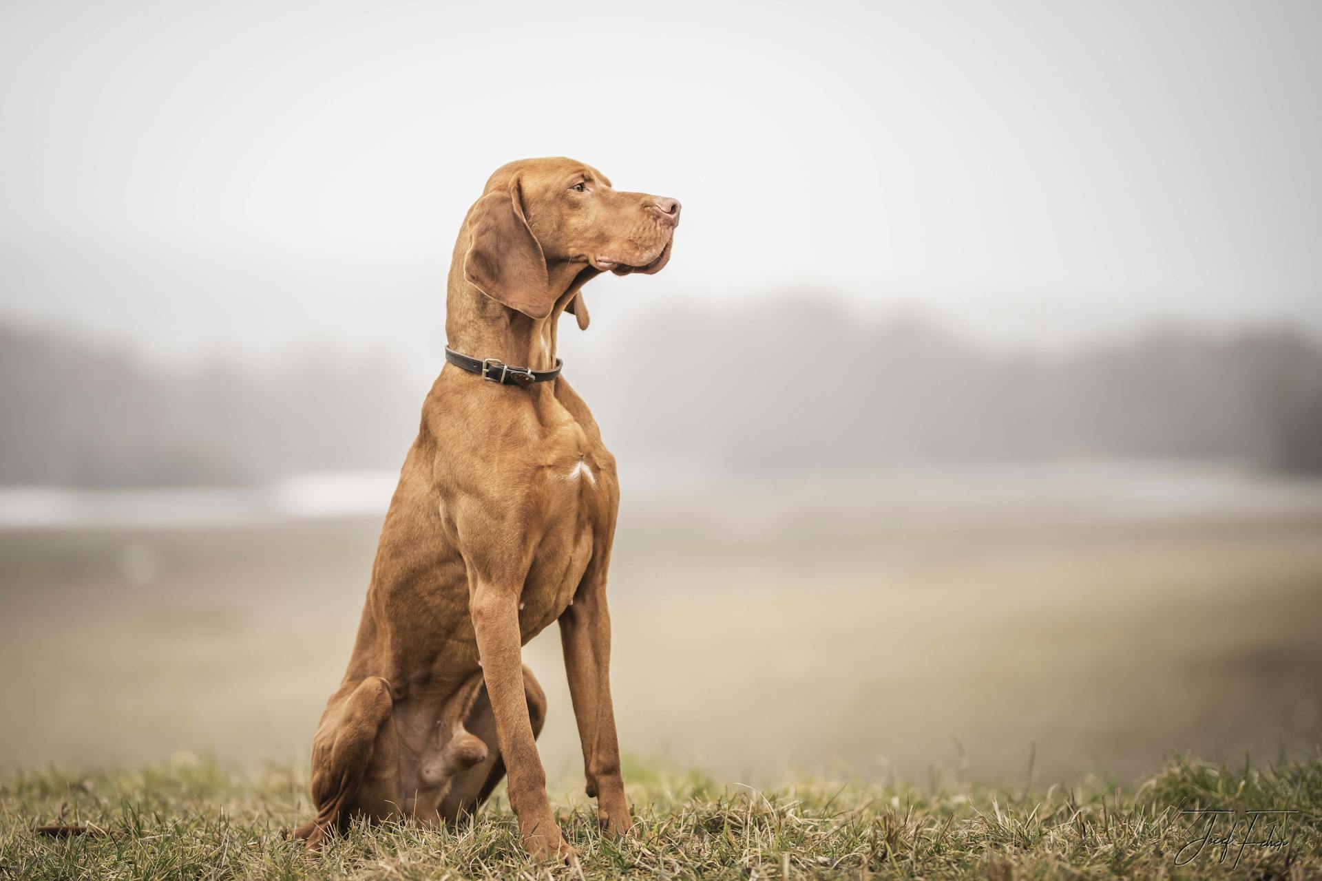 Brown Dog Sitting on Grass