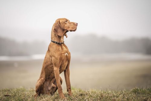 Free Elegant Vizsla dog sitting in a misty field, showcasing grace and calm in the outdoors. Stock Photo