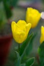 Bright Yellow Tulips in Bloom in a Garden