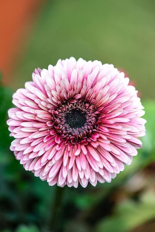 Free Vibrant pink gerbera daisy in full bloom, showcasing detailed petals and a rich green background. Stock Photo