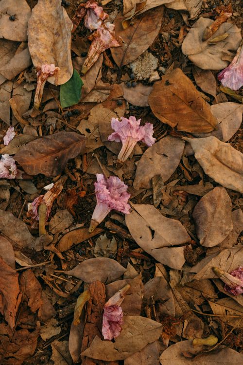 Free Fallen leaves mixed with pink flowers create a textured carpet in São Paulo's Ibirapuera Park. Stock Photo