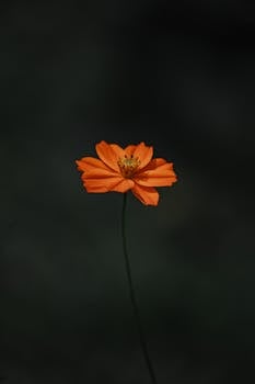Vibrant orange cosmos flower with a dark bokeh backdrop, highlighting its intricate petals.