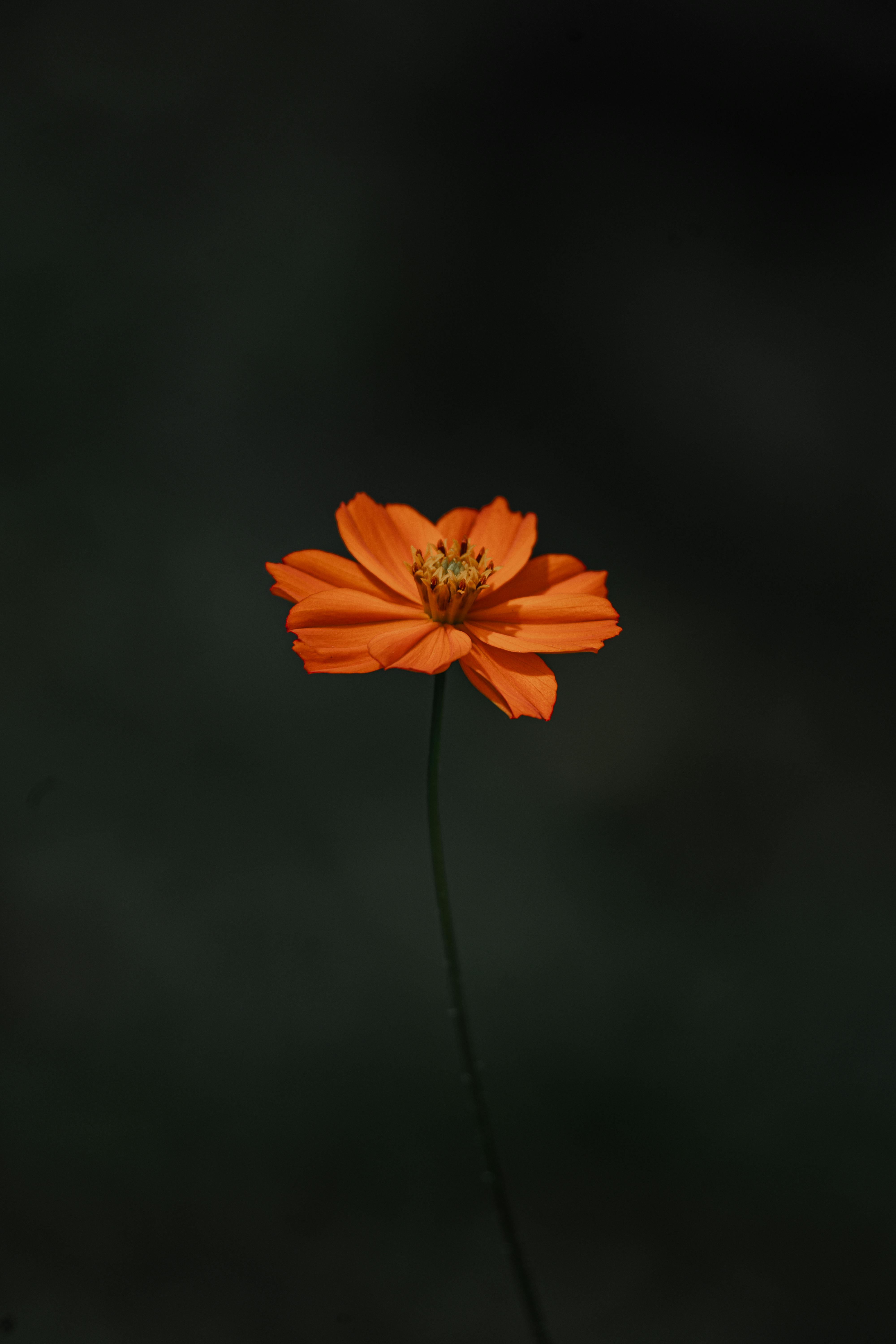 Gratuit Floare de cosmos portocalie vibrantă, cu un fundal bokeh închis, care evidențiază petalele sale complexe. Fotografie de stoc