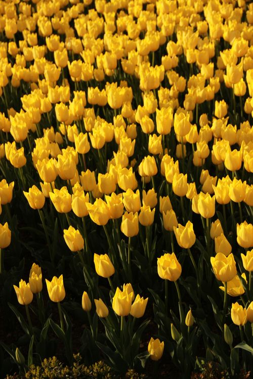 Free A stunning field of vibrant yellow tulips in full bloom, capturing the essence of spring. Stock Photo