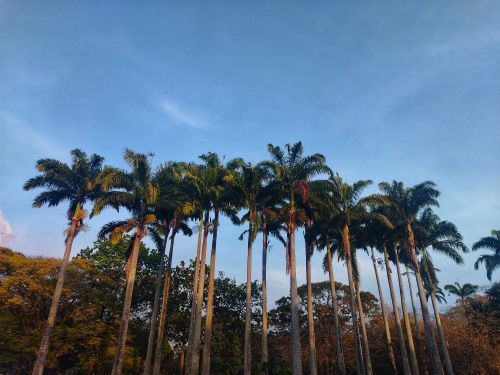 Free Row of tall palm trees against a bright blue sky, evoking a tropical vibe. Stock Photo