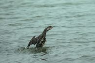 A Common Loon spreading its wings on calm, rippling water, showcasing aquatic wildlife in action.