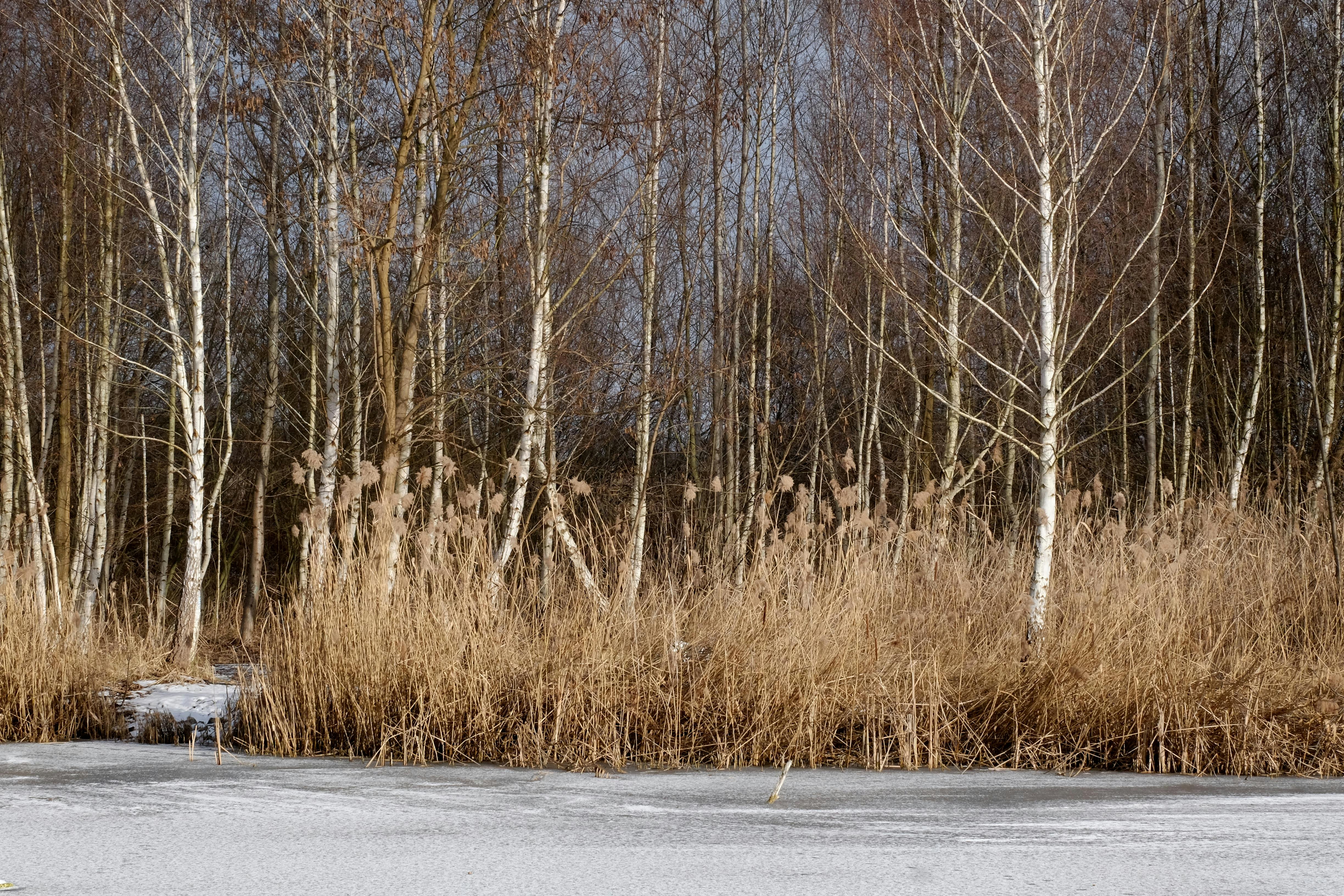 Free A tranquil winter scene captures birch trees and dry reeds by a frozen lake. Stock Photo