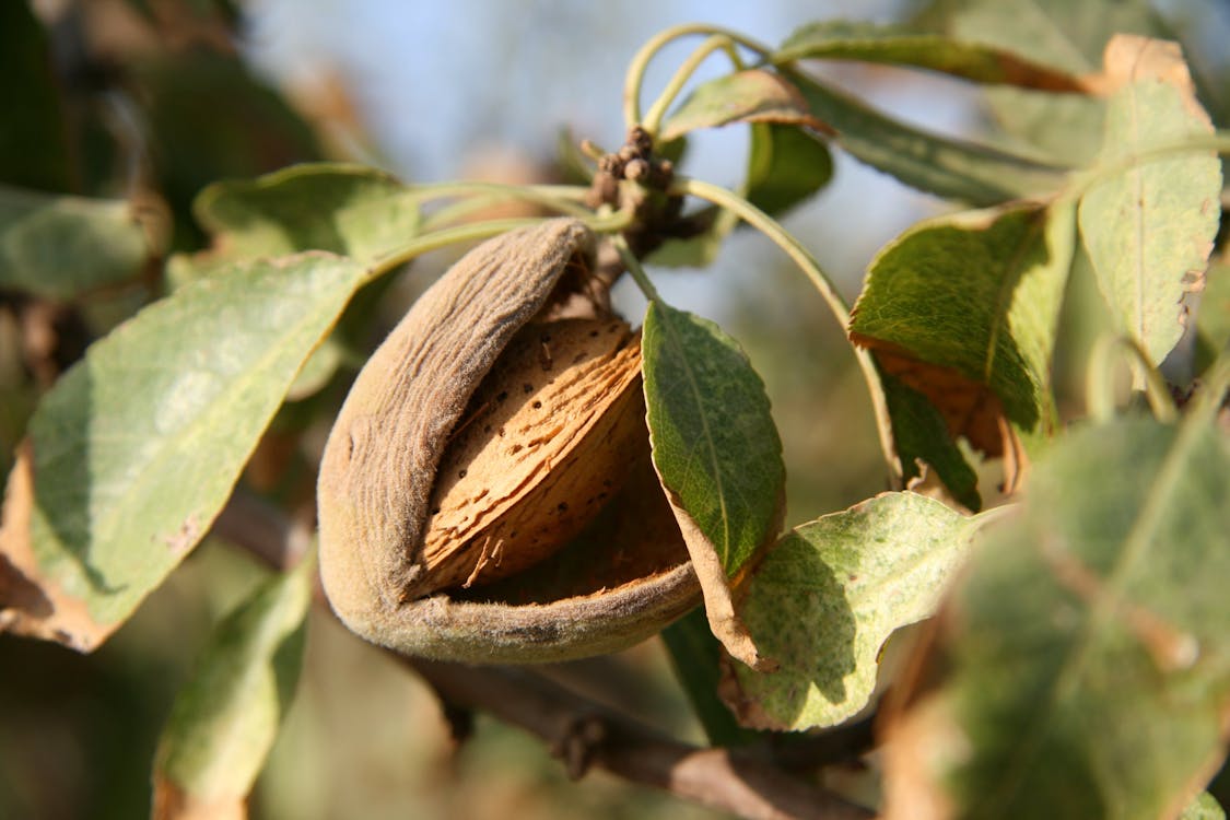 Free Almond Tree Stock Photo