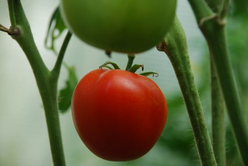 Free Detailed close-up of a ripe red tomato and a green one growing on the vine. Stock Photo