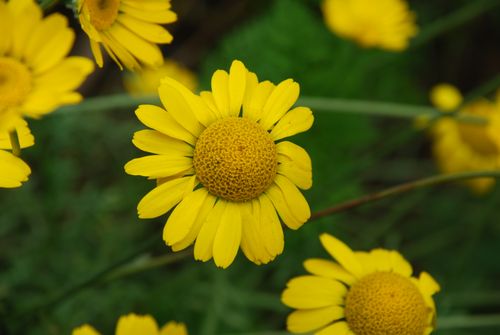Free A beautiful close-up shot of vibrant yellow daisies with green background. Stock Photo