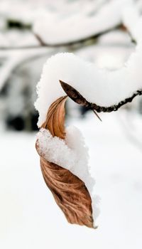 Detailed close-up of a brown leaf covered in fresh snow on a branch, symbolizing transition.