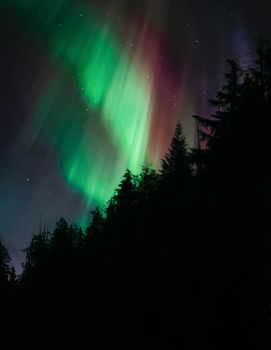 Aurora Borealis lights up the night sky over a forest in British Columbia, Canada.
