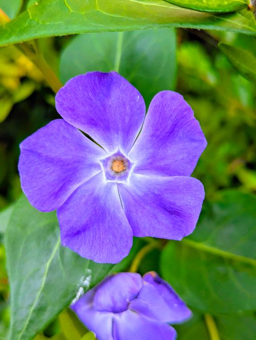 Free Vibrant purple periwinkle flower in full bloom with green leaves in a garden. Stock Photo