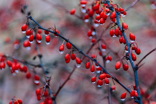 A detailed macro shot of vibrant red berries with water droplets on branches.