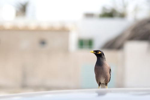Free A common mynah bird stands on a rooftop against a blurred suburban backdrop, captured in daylight. Stock Photo