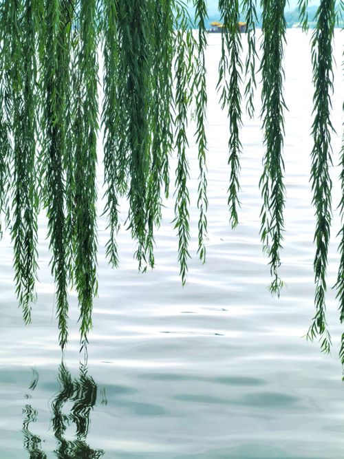 Free Tranquil view of willow branches hanging over calm water in Hangzhou, China. Stock Photo