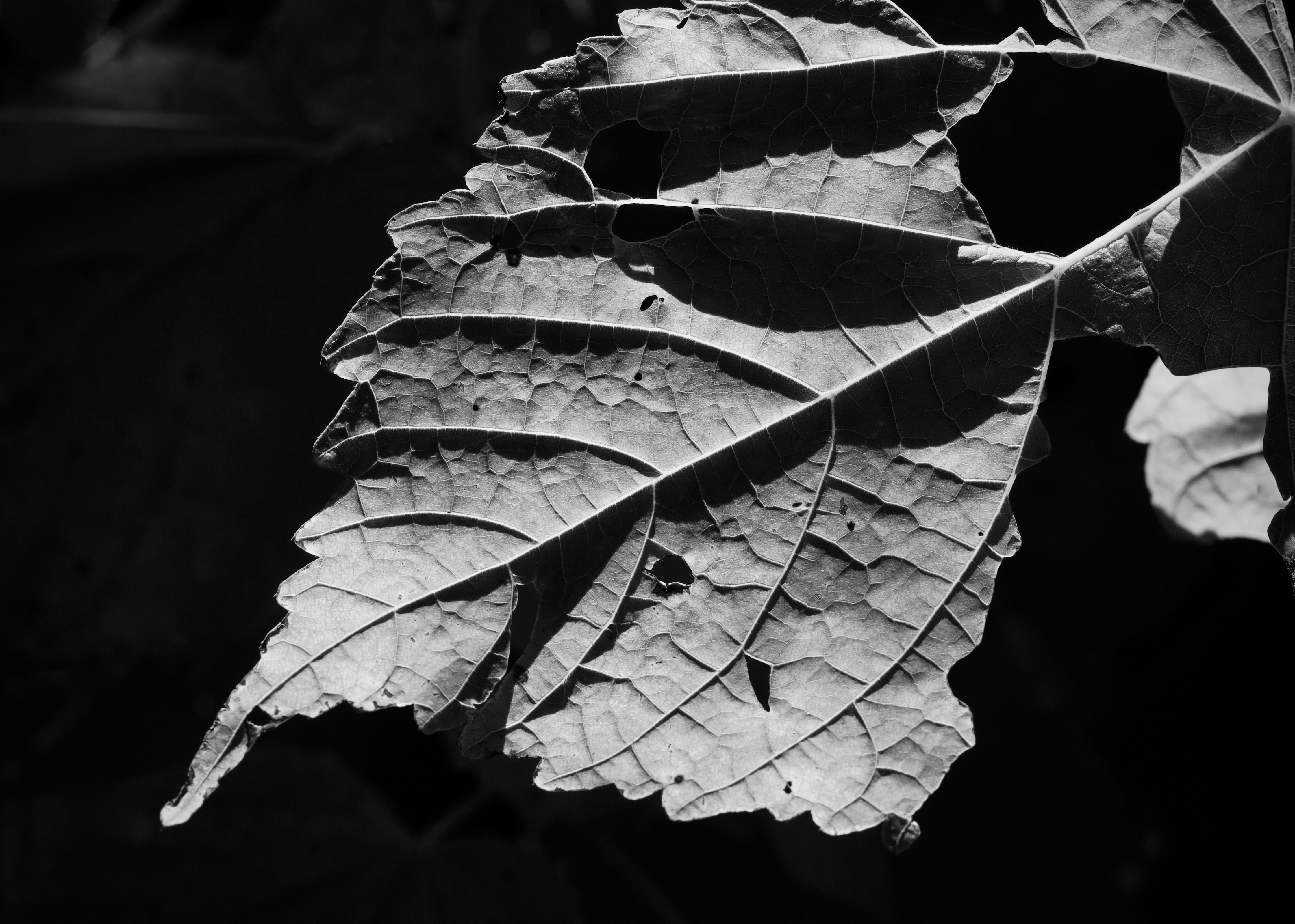 Fig-leaf enzyme turns tannery waste into high-value collagen