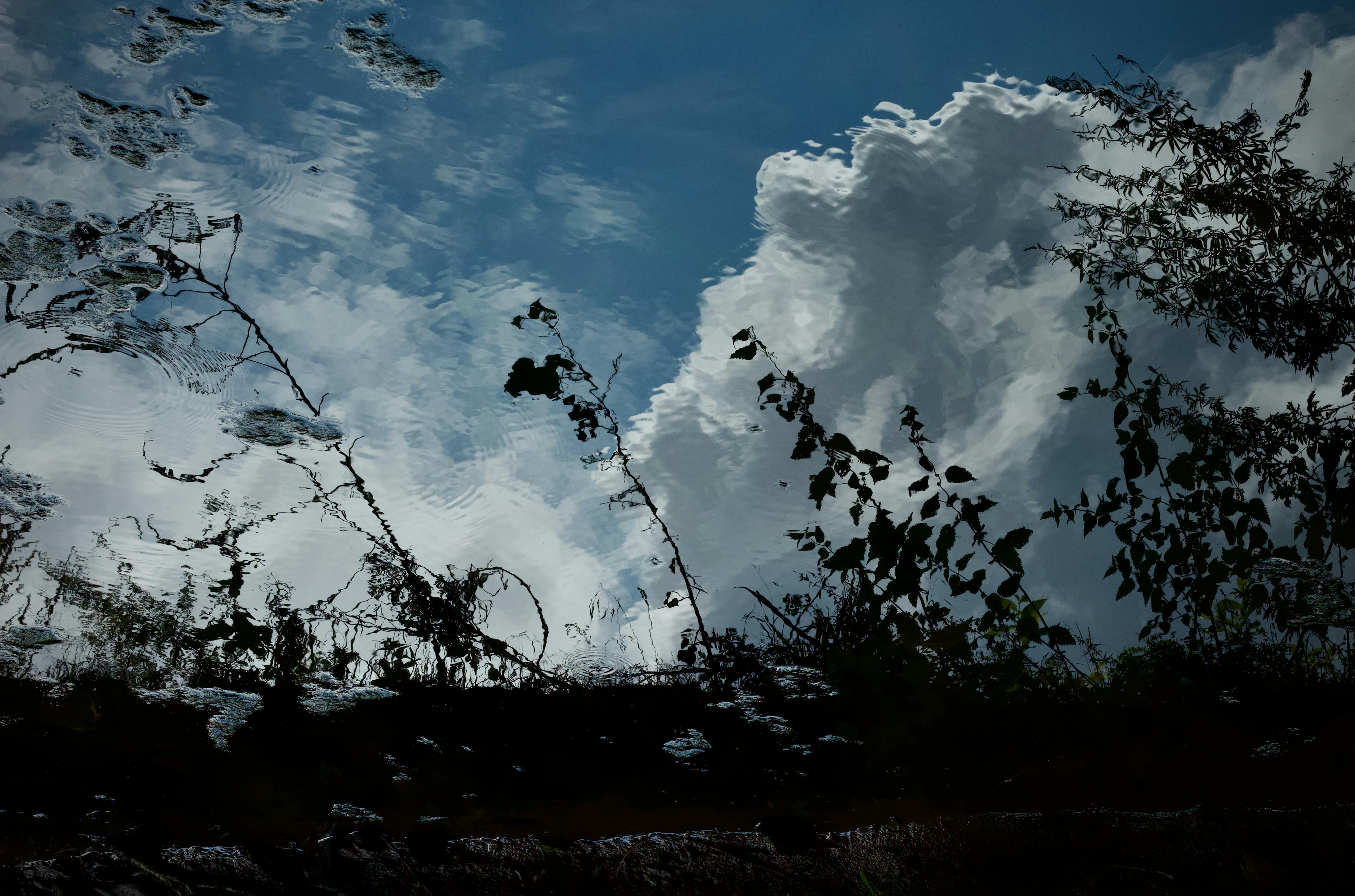 無料 自然の葉に囲まれた静かな水面に映る雲と木々の芸術的な姿。 写真素材