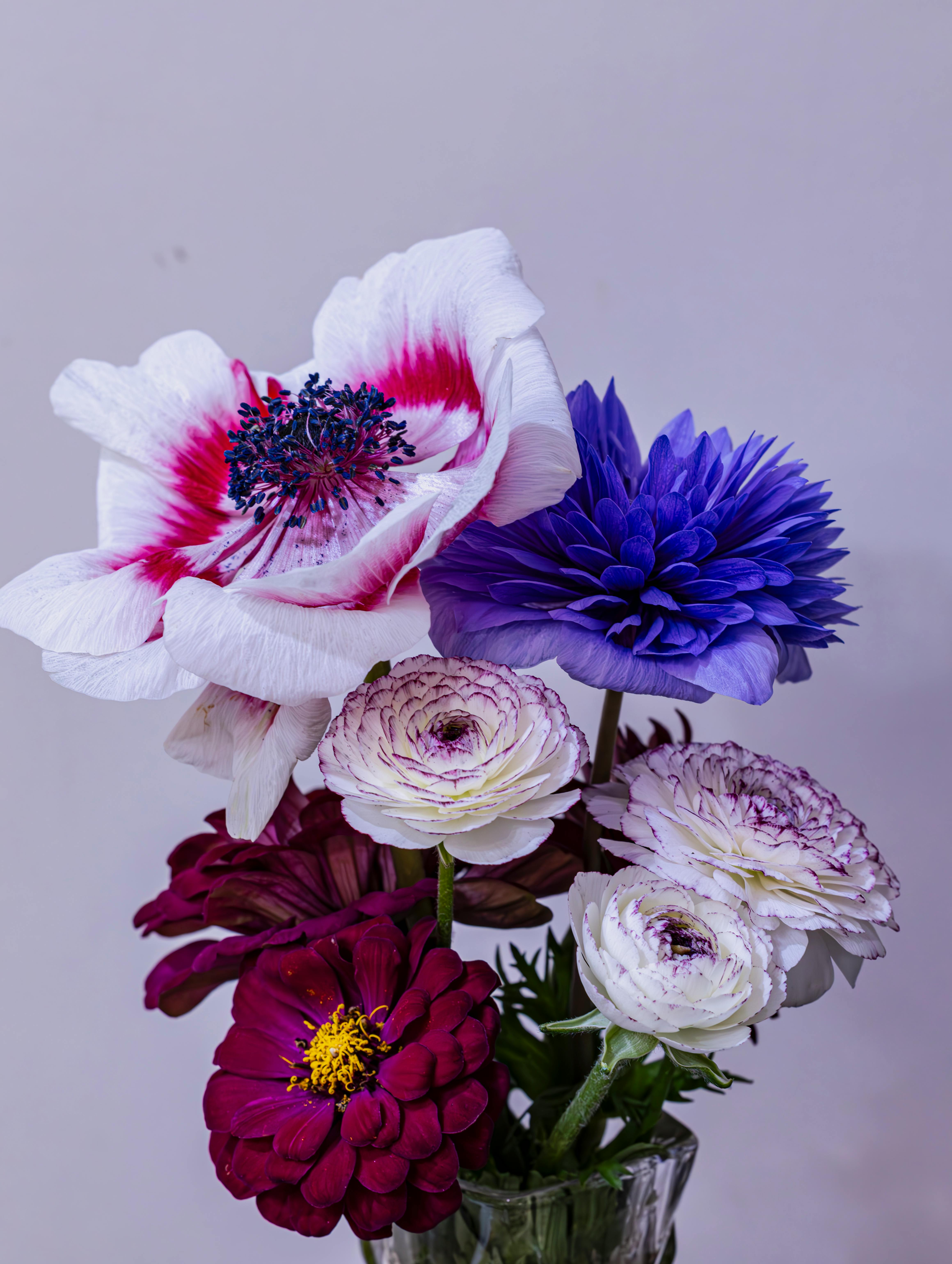 [ColoSach]-colorful-floral-arrangement-with-poppies-and-dahlias-creating-a-vivid-display.