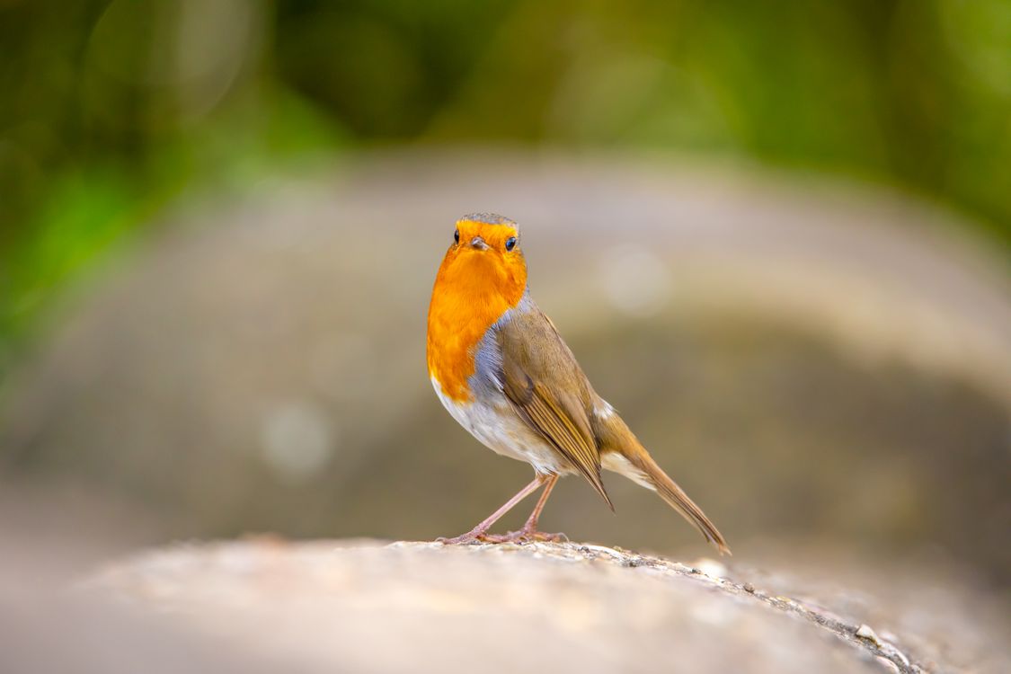 Robin In Nature European Robin in Natural Habitat · Free Stock Photo