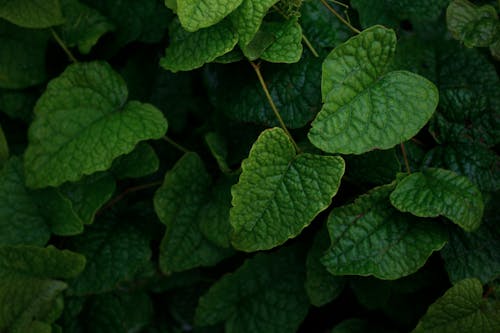 Green Leaves in Close Up Photography