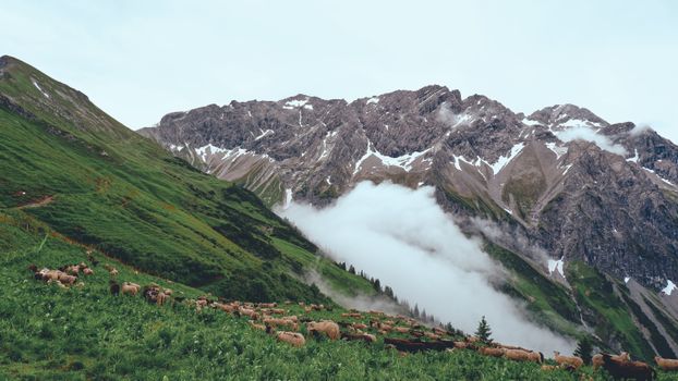 A serene view of sheep grazing on a lush meadow in the misty Vorarlberg Alps.