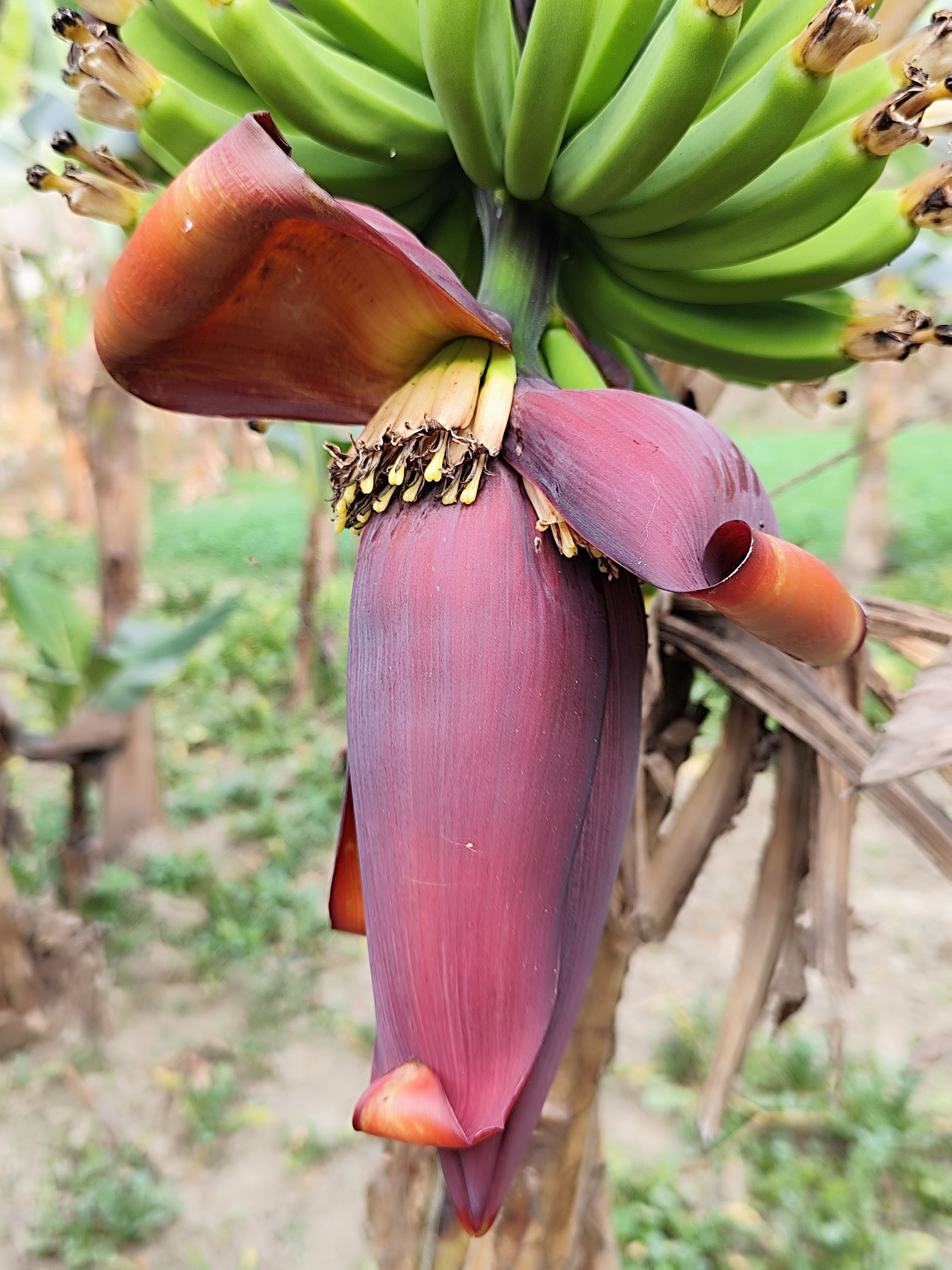 Detailed view of banana blossom with bananas in natural setting.