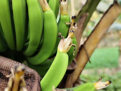 Banana Banana Grow & Gain Therapeutic Nutrition — kidney-friendly food