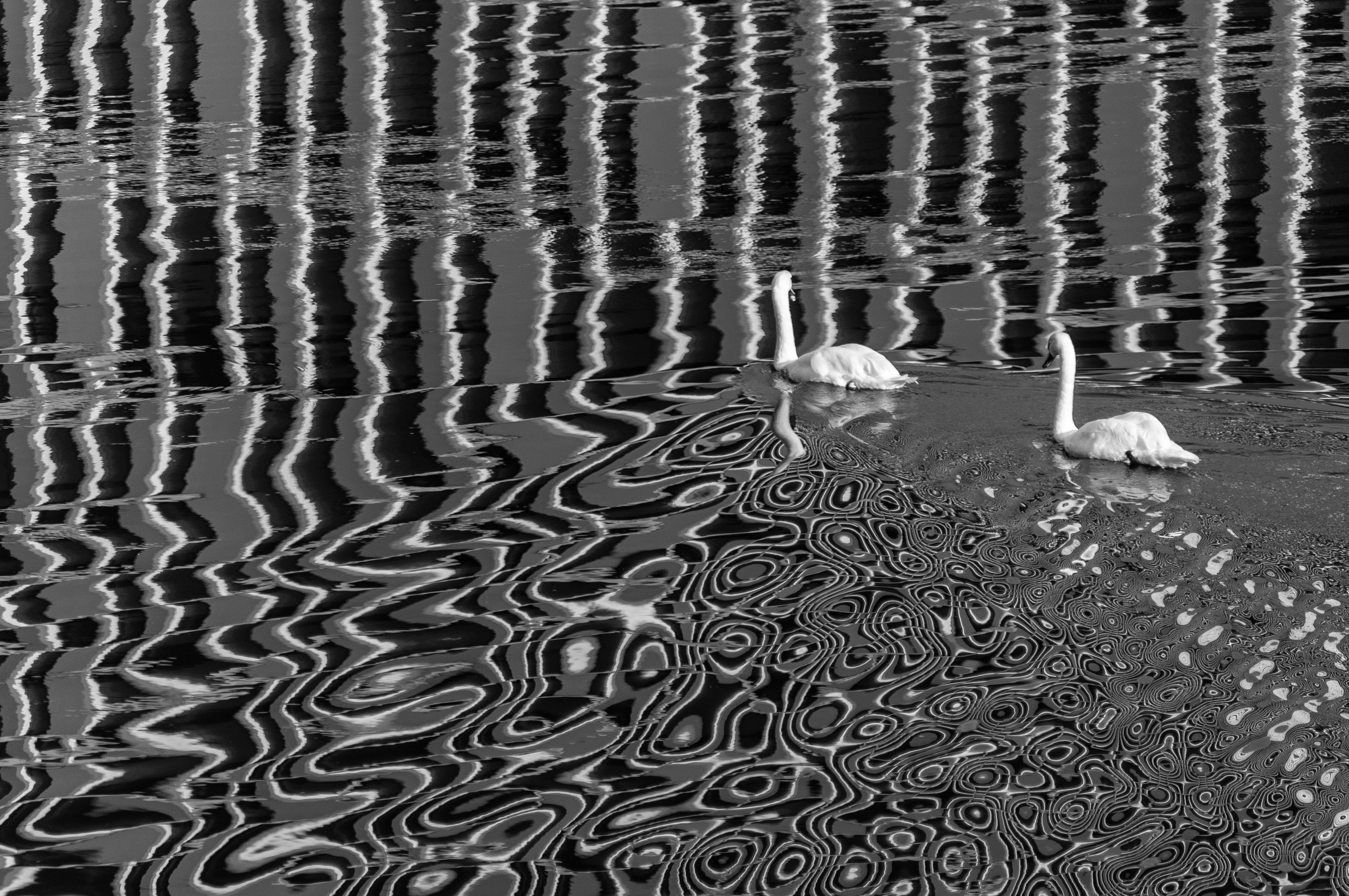 Two swans gracefully swimming on a reflective, patterned water surface in black and white.