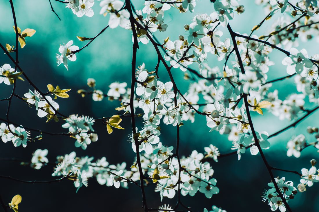 Almond Blossom, First Light — framed study