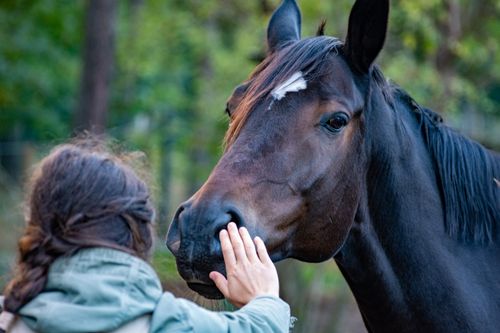 Free A woman gently touches the face of a brown horse in an outdoor setting, showcasing a moment of connection. Stock Photo