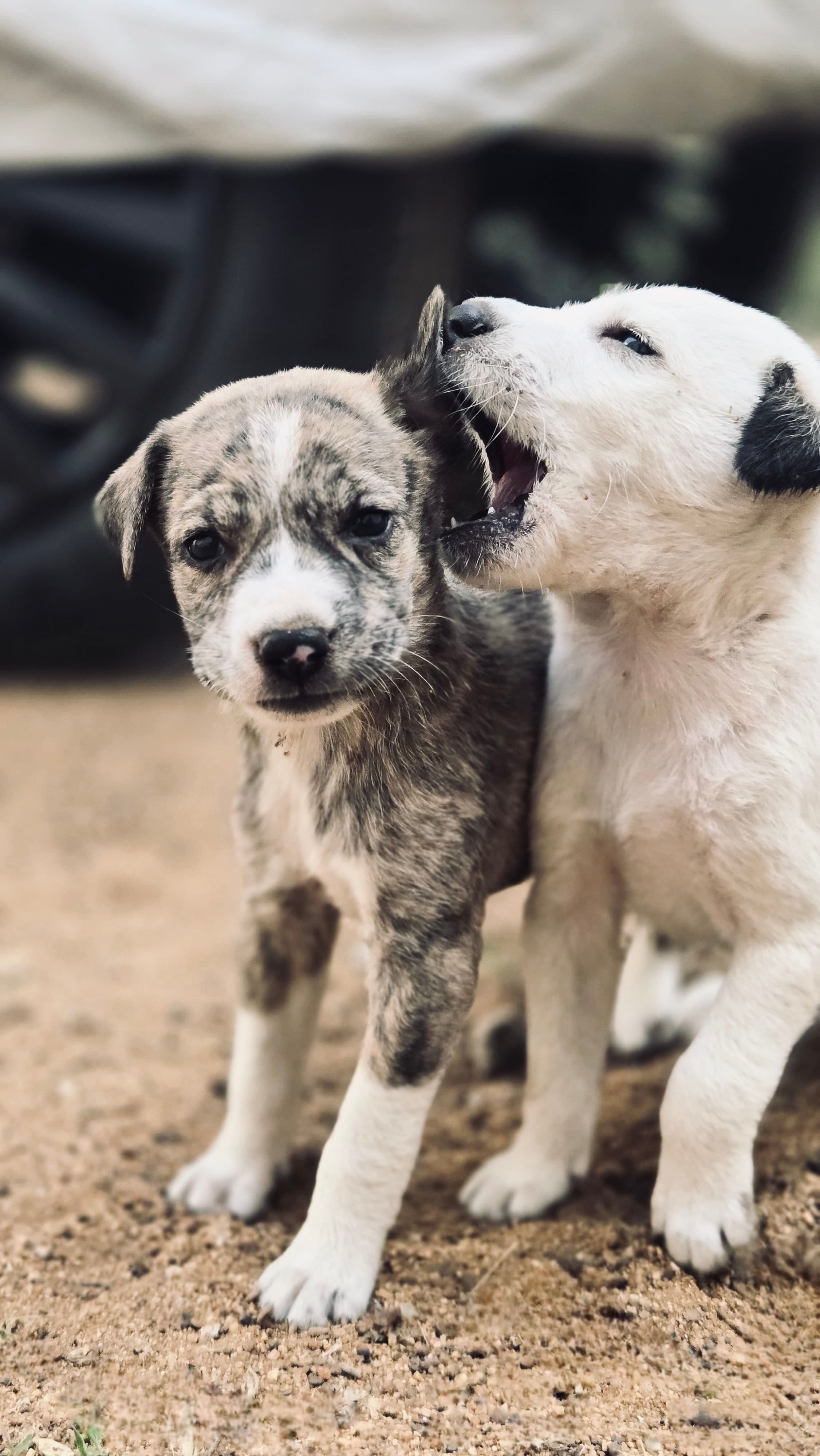 Dog Sellers Near Me In Horsham: Responsible Buying Guide for Australian Families