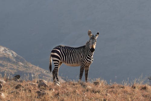 Foto Des Zebras