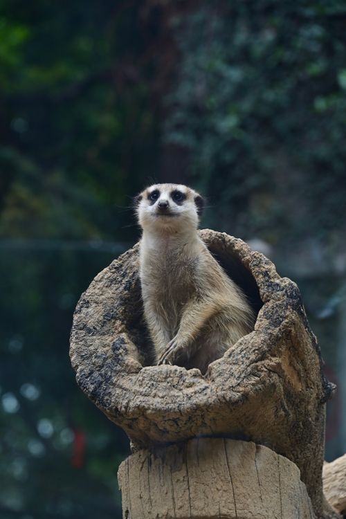 Free A meerkat sits inside a hollow log, appearing curious and alert in a natural setting. Stock Photo
