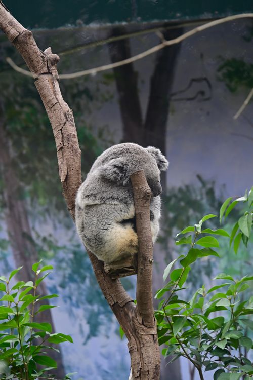 Free A peaceful koala sleeping on a tree branch surrounded by greenery. Stock Photo