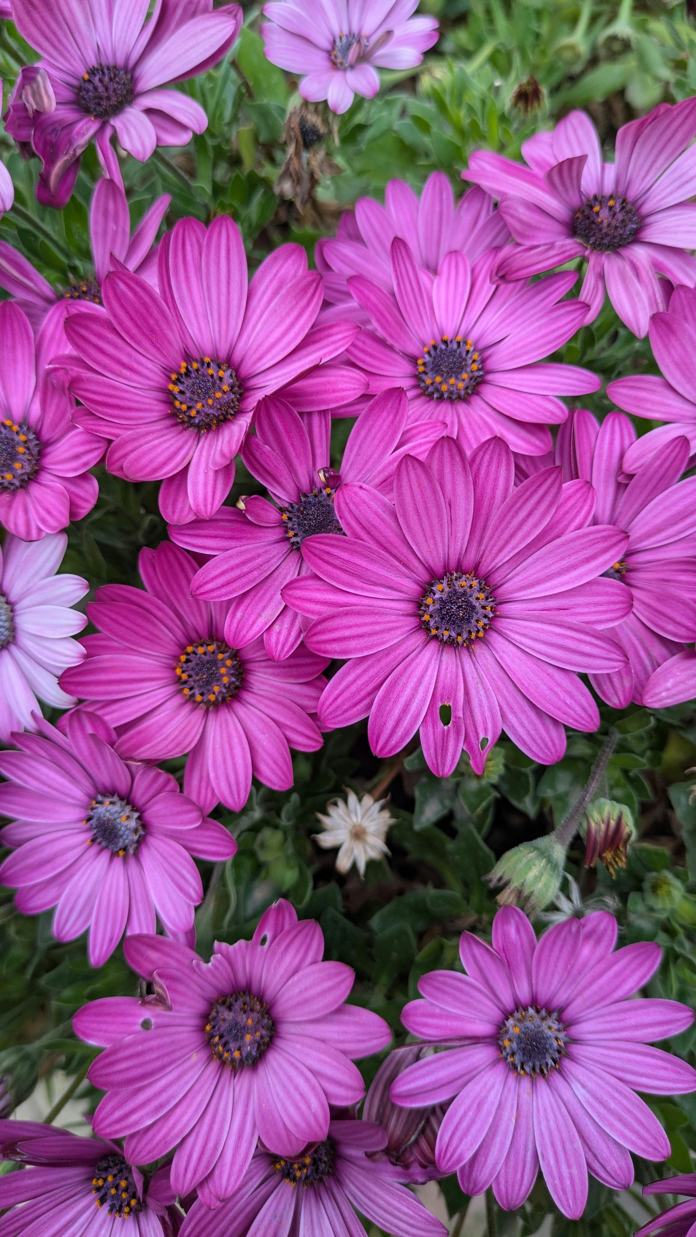 [ColoSach]-close-up-of-vibrant-purple-african-daisies-in-full-bloom-showcasing-detailed-petals.