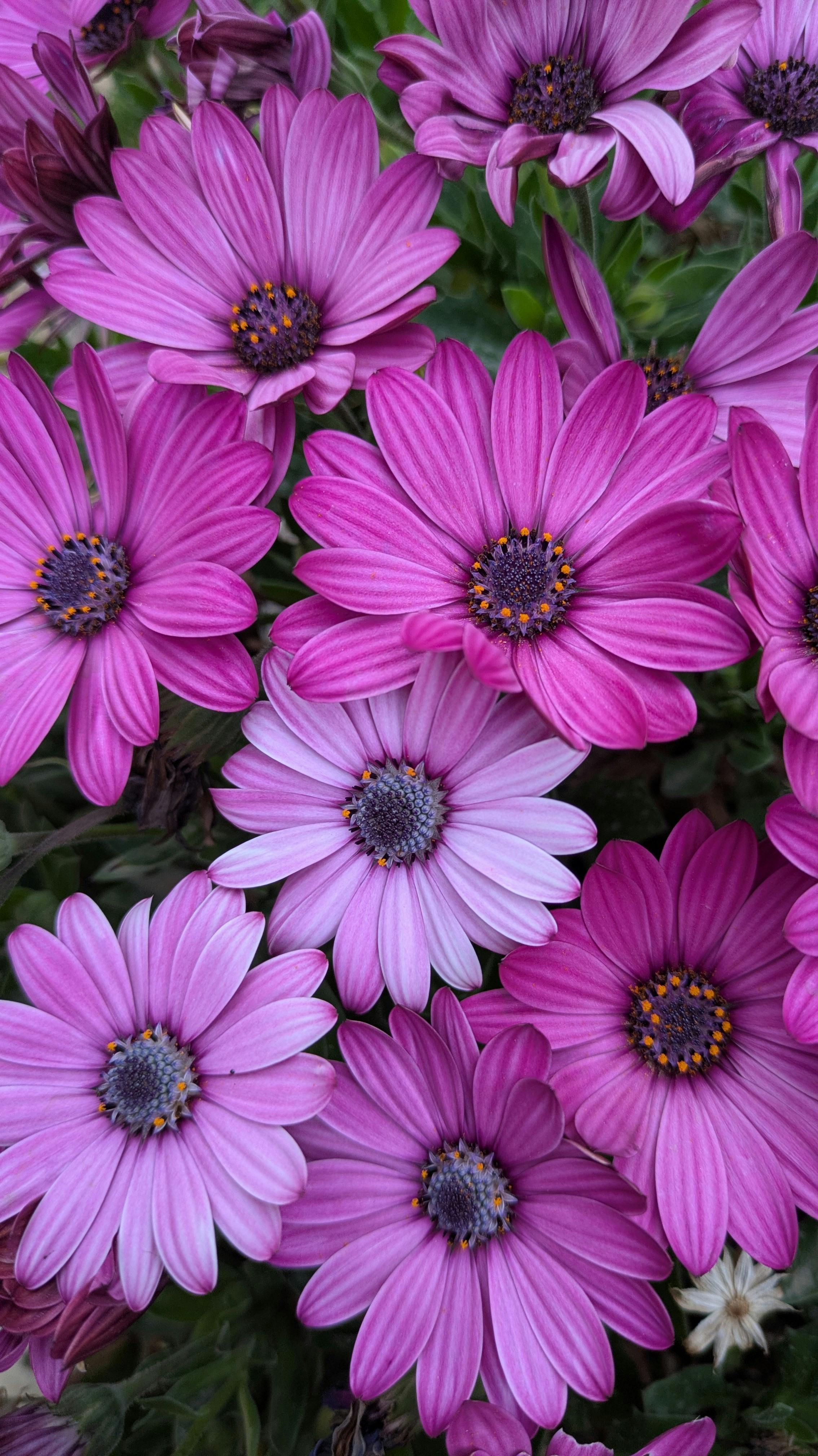 [ColoSach]-a-close-up-of-vibrant-pink-african-daisies-(osteospermum)-in-full-bloom,-showcasing-their-natural-beauty.