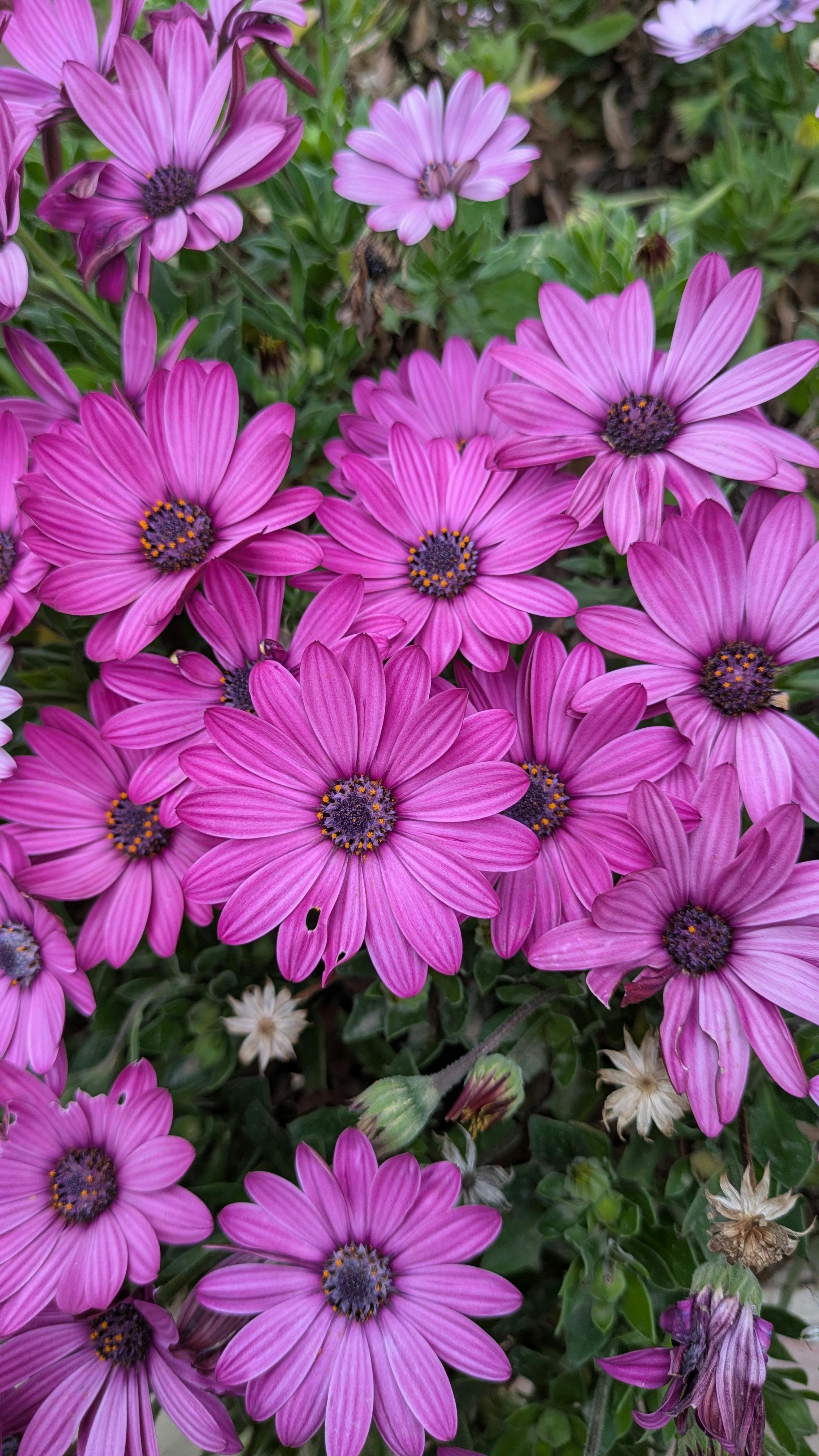 [ColoSach]-close-up-of-vibrant-purple-african-daisy-flowers-in-full-bloom-outdoors-during-spring.