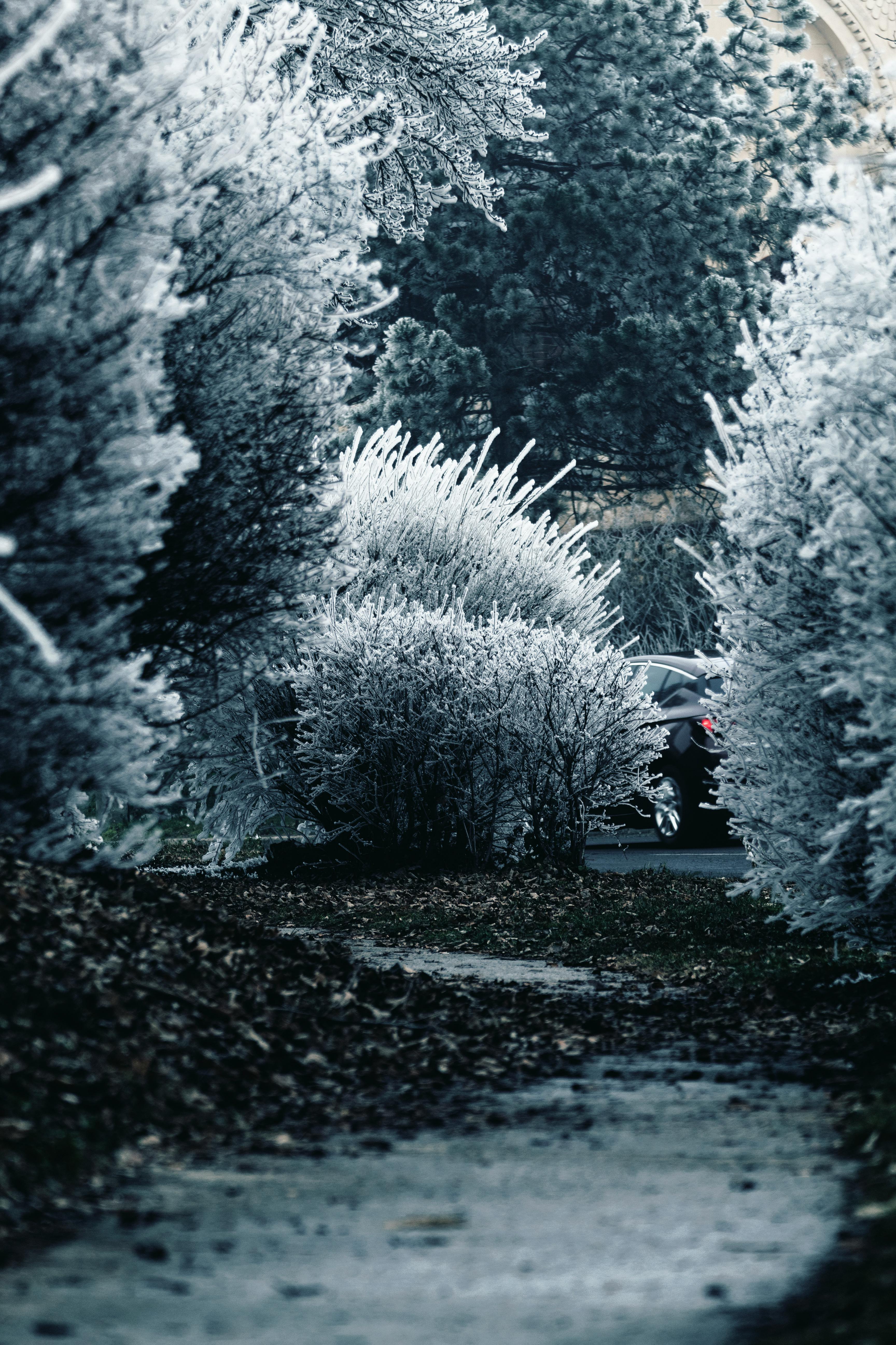 trees covered with snow