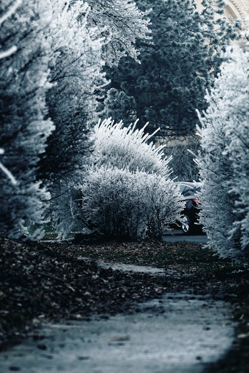 Bezpłatne Drzewa Zakrywające śniegiem Zdjęcie z galerii