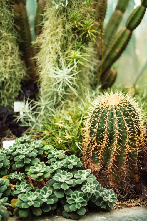 Free A vibrant display of cacti and succulents showcasing diverse textures and colors. Stock Photo