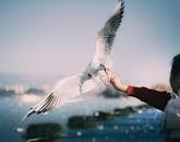 Seagull Feeding by a Young Girl's Hand